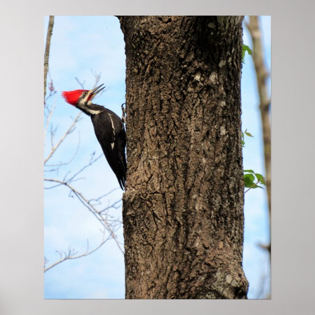 Pileated Woodpecker (3625) Poster (Front)