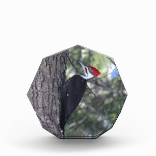Pileated Woodpecker Award