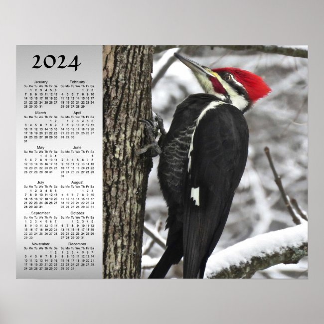 Pileated Woodpecker Bird 2024 Calendar Poster