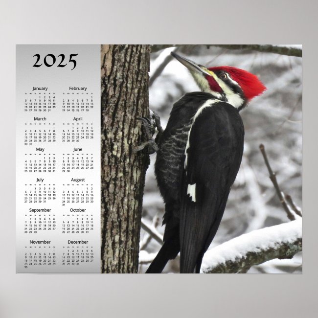 Pileated Woodpecker Bird 2025 Calendar Poster