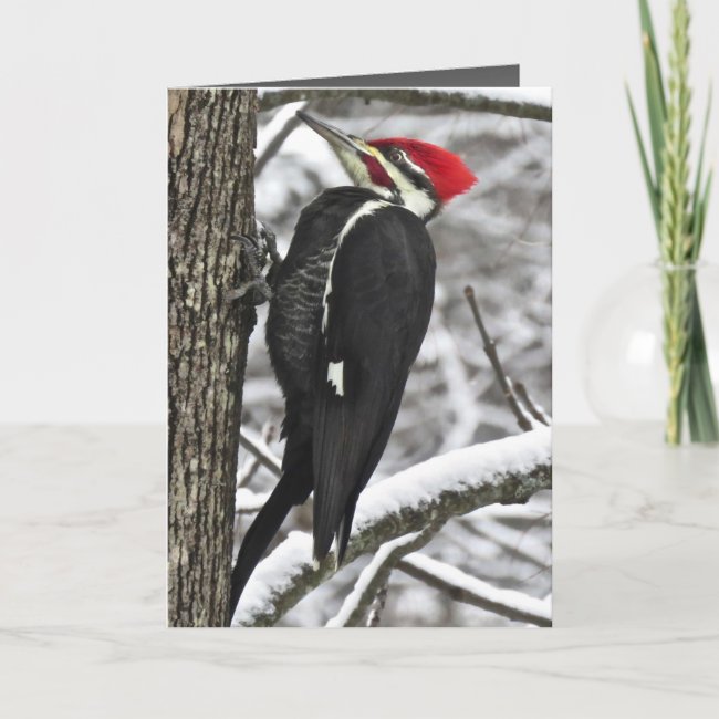 Pileated Woodpecker Bird in Winter Birthday Card