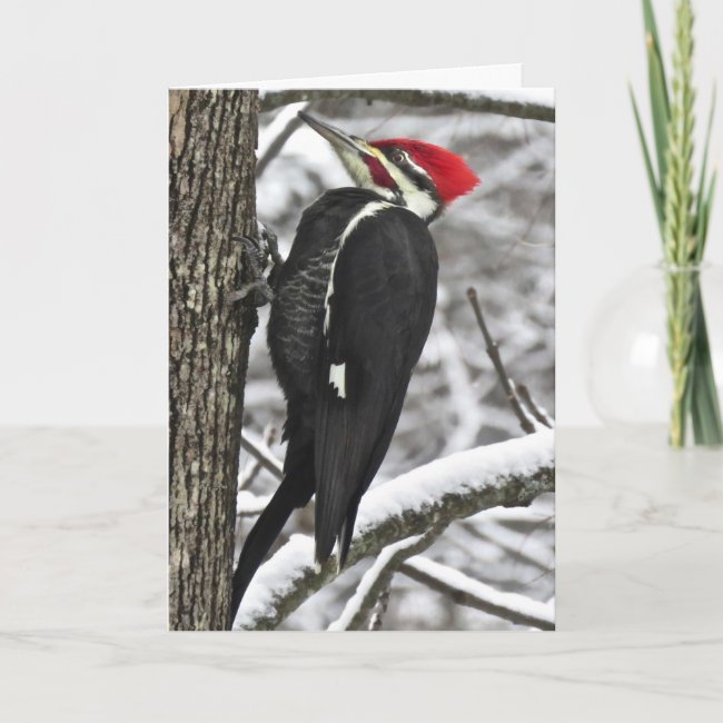 Pileated Woodpecker Bird in Winter Blank Card