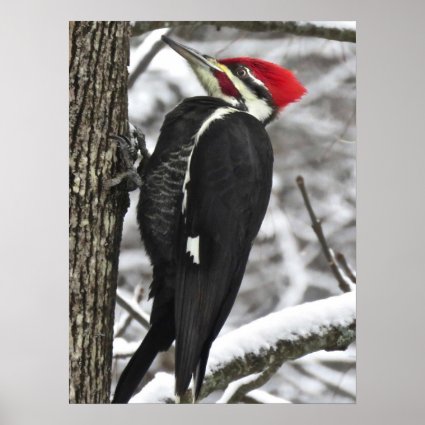 Pileated Woodpecker Bird in Winter Snow Poster