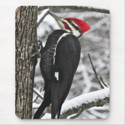 Pileated Woodpecker Bird in Winter Tree Mousepad