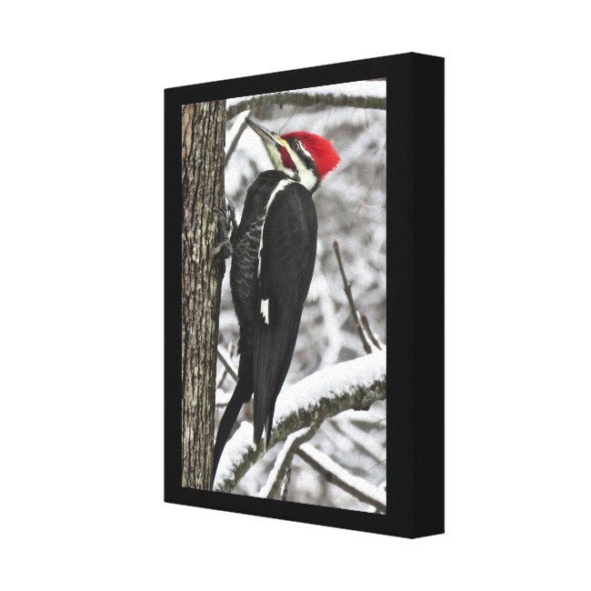 Pileated Woodpecker Bird Winter Snow Canvas Print