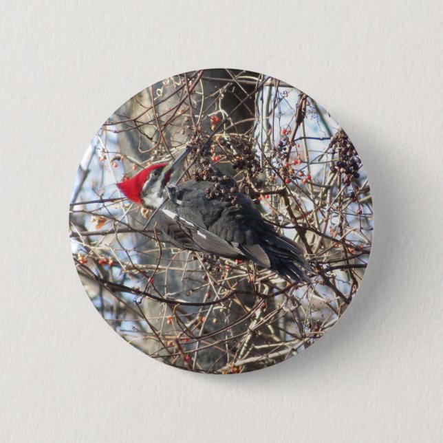 Pileated Woodpecker button (Front)