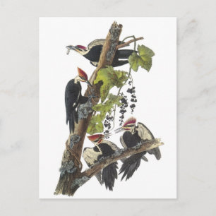 Pileated Woodpecker by Audubon Postcard
