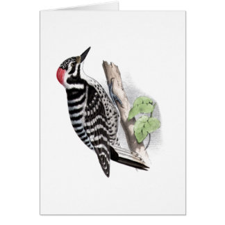 Pileated Woodpecker Cards