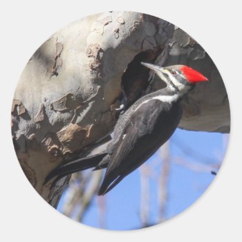 Pileated Woodpecker Classic Round Sticker by DEidamPhoto at Zazzle