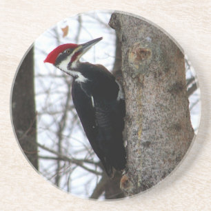 Pileated Woodpecker Coaster