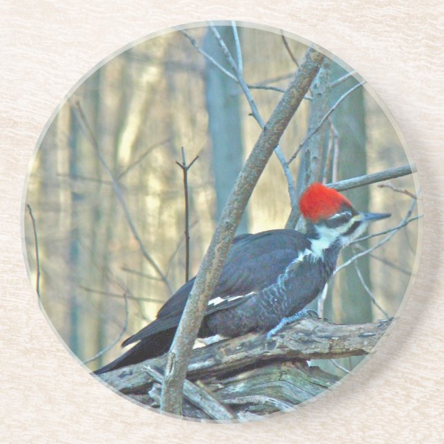 Pileated Woodpecker Coordinated Items Drink Coaster (Front)