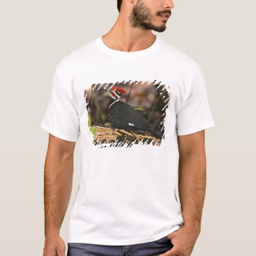 Pileated Woodpecker Dryocopus pileatus T_Shirt