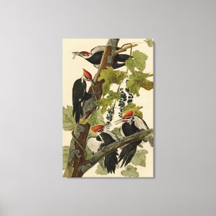 Pileated Woodpecker from Audubon Birds of America Canvas Print