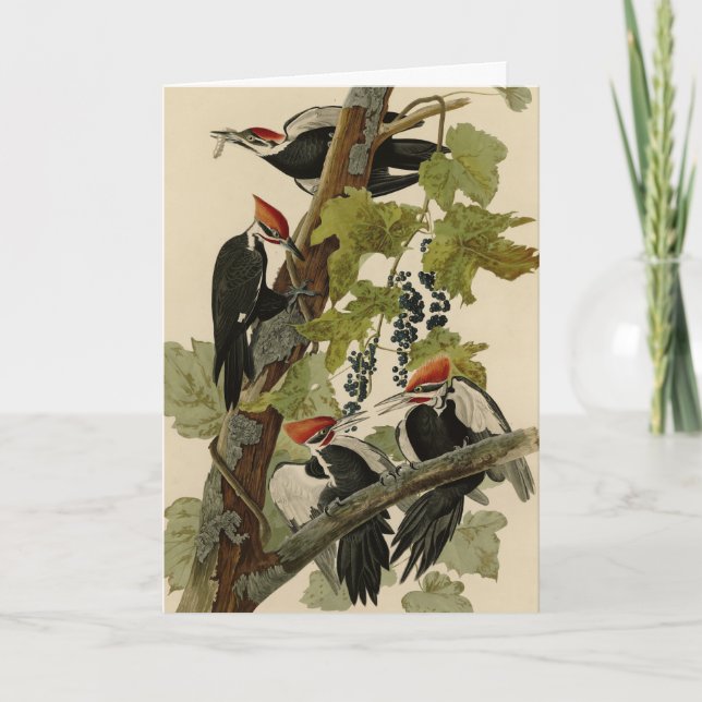 Pileated Woodpecker from Audubon Birds of America Card (Front)