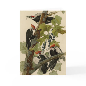 Pileated Woodpecker from Audubon Birds of America Card
