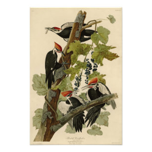 Pileated Woodpecker from Audubon Birds of America Photo Print