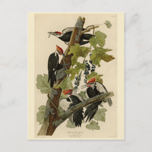 Pileated Woodpecker from Audubon Birds of America Postcard