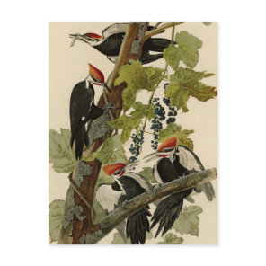 Pileated Woodpecker from Audubon Birds of America Postcard