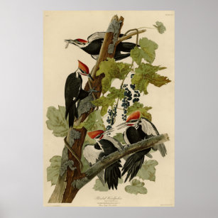 Pileated Woodpecker from Audubon Birds of America Poster