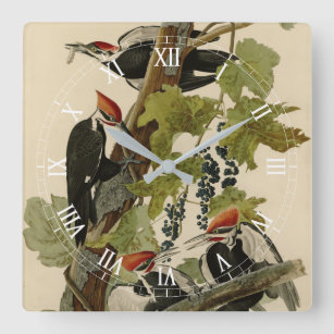 Pileated Woodpecker from Audubon Birds of America Square Wall Clock