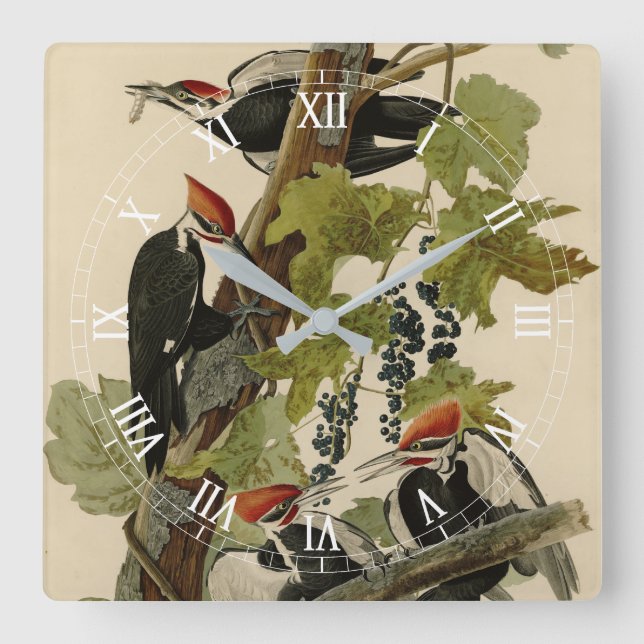 Pileated Woodpecker from Audubon Birds of America Square Wall Clock (Front)
