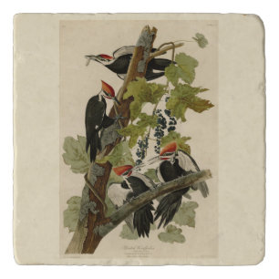 Pileated Woodpecker from Audubon Birds of America Trivet