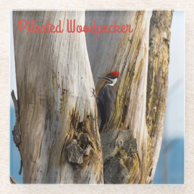 Pileated Woodpecker Glass Coaster (Front)