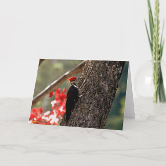 Pileated Woodpecker Greeting Card
