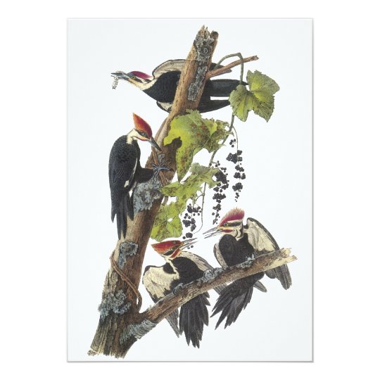 Pileated Woodpecker, John Audubon Card