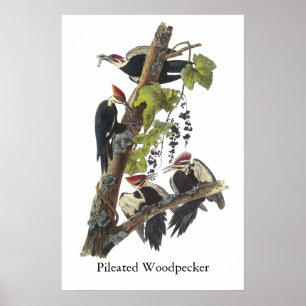 Pileated Woodpecker, John Audubon Poster