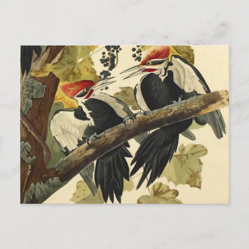 Pileated Woodpecker John James Audubon Fine Art Postcard