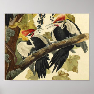 Pileated Woodpecker, John James Audubon Poster