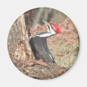 Pileated Woodpecker magnet
