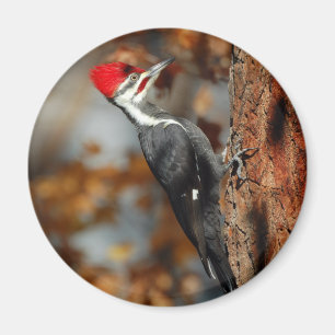 Pileated woodpecker magnet
