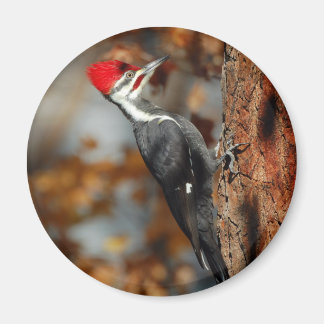 Pileated woodpecker magnet