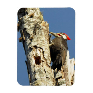 Pileated Woodpecker Magnet