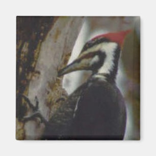 Pileated Woodpecker Magnet