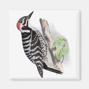 Pileated Woodpecker Magnet