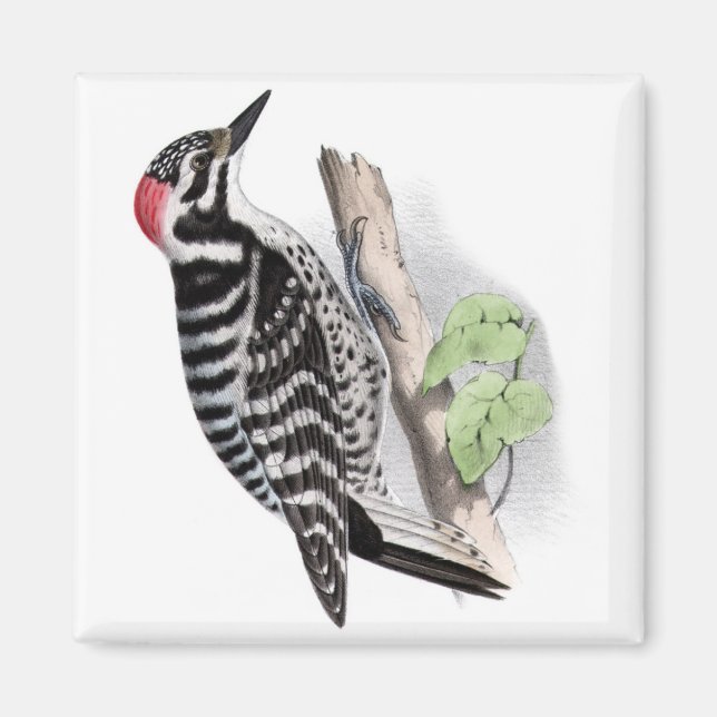 Pileated Woodpecker Magnet (Front)
