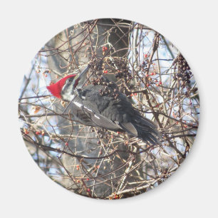 Pileated Woodpecker magnet