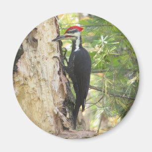Pileated Woodpecker magnet