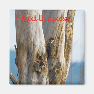 Pileated Woodpecker Magnet
