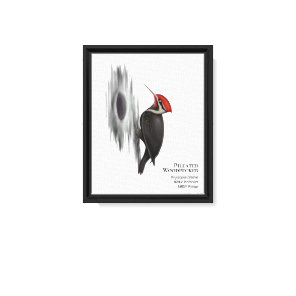 Pileated Woodpecker, Male Bird Canvas Print