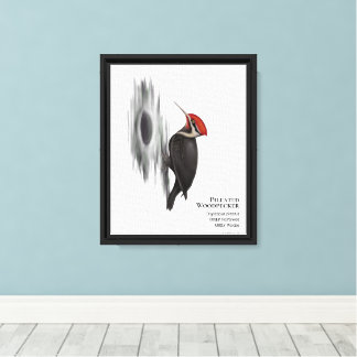 Pileated Woodpecker, Male Bird Canvas Print
