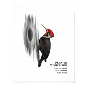 Pileated Woodpecker, Male Bird Poster