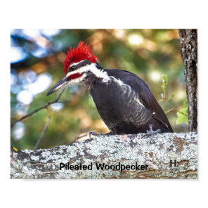 Pileated Woodpecker male Poster