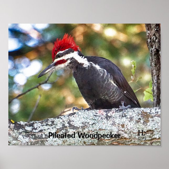 Pileated Woodpecker male Poster (Front)