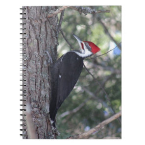 Pileated Woodpecker Notebook