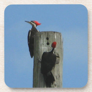 Pileated Woodpecker on a Pole Drink Coaster