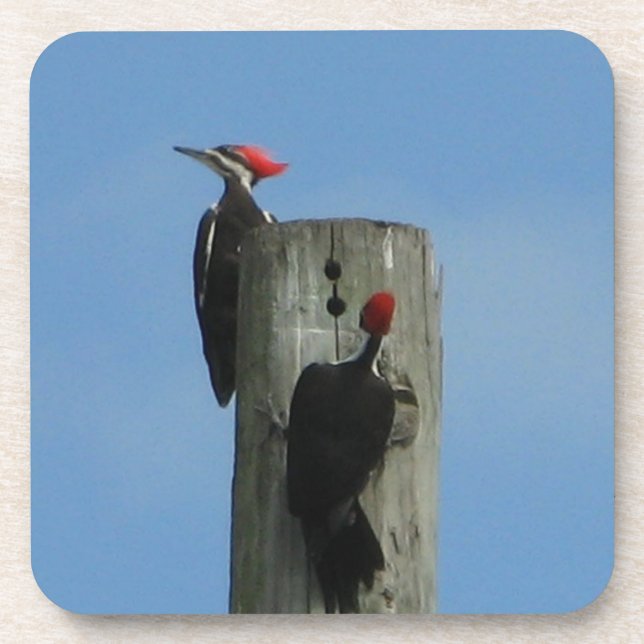 Pileated Woodpecker on a Pole  Drink Coaster (Front)
